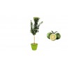 Pianta di Chinotto in Vaso verde anice da 30 cm