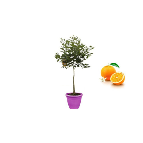 Pianta di Arancio Vaniglia in Vaso viola da 35 cm