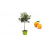Pianta di Arancio Vaniglia in Vaso verde anice da 35 cm