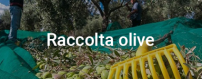 Attrezzatura per la raccolta delle olive su ScifoStore