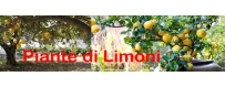 Piante di Limoni