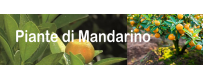 Piante di Mandarino
