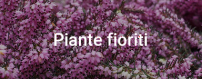 Assortimenti di piante fioriti su ScifoStore