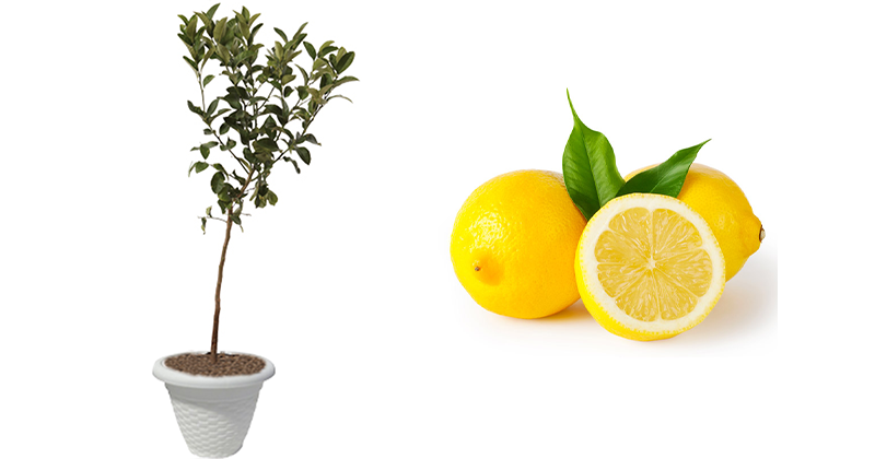 acquista-online-pianta-di-limone-femminello-in-vaso.png