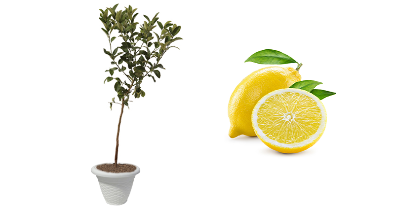 acquista-online-pianta-di-limone-lunario-in-vaso-D.png