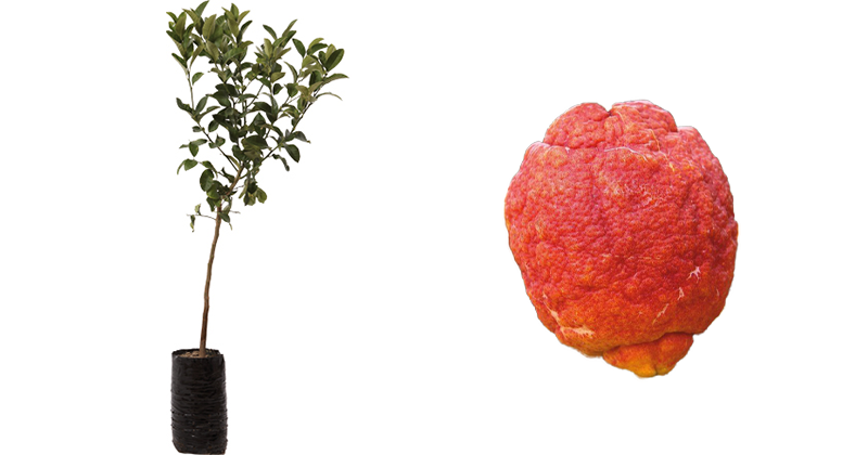 acquista-online-pianta-di-limone-rosso-in-fitocella.png