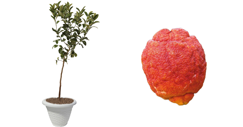 acquista-online-pianta-di-limone-rosso-in-vaso.png