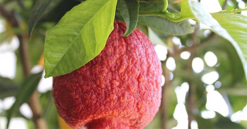 miglior-prezzo-online-pianta-di-limone-rosso-in-fitocella.png