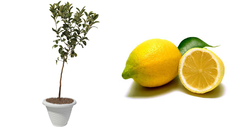 acquista-online-limone-siracusano-in-vaso.png