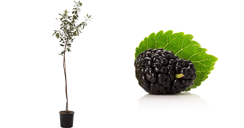 acquista-online-pianta-di-gelso-nero-in-fitocella.png